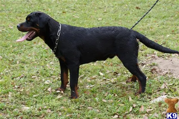 Rottweiler puppy for sale