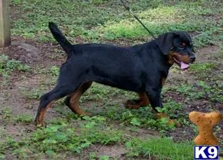 Rottweiler puppy for sale