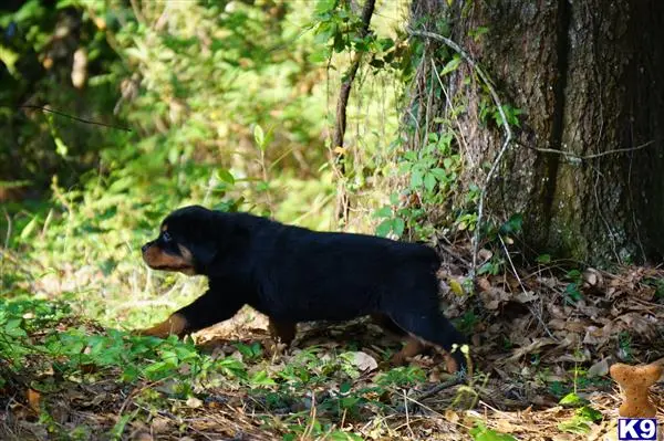 Rottweiler puppy for sale