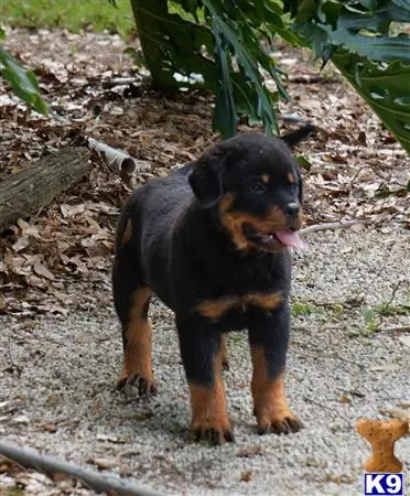 Rottweiler puppy for sale