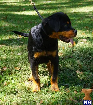 Rottweiler puppy for sale