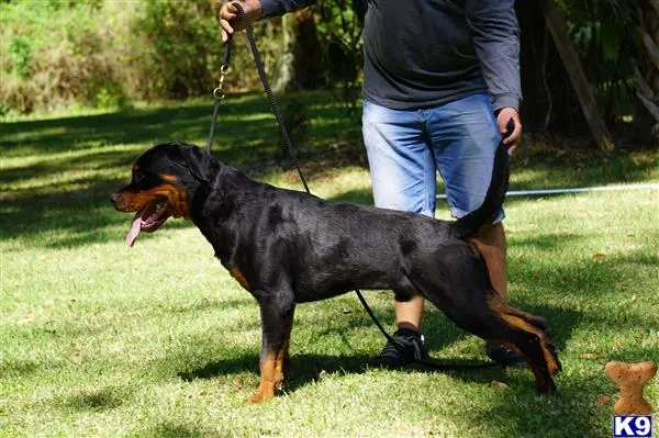 Rottweiler puppy for sale