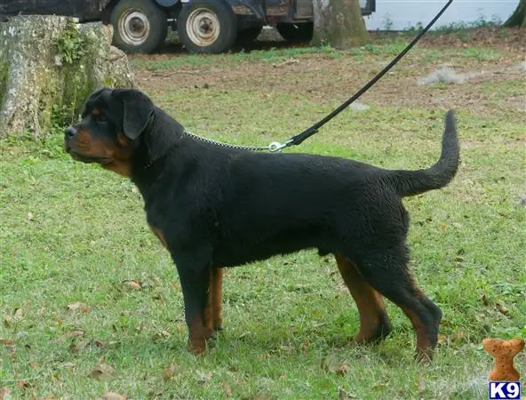 Rottweiler puppy for sale