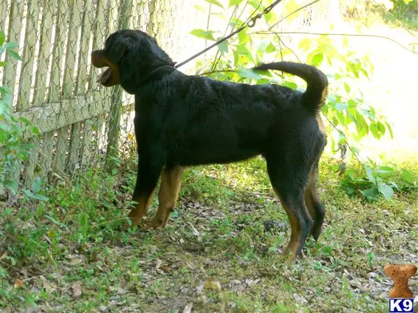 Rottweiler puppy for sale