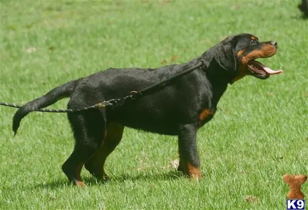 Rottweiler puppy for sale