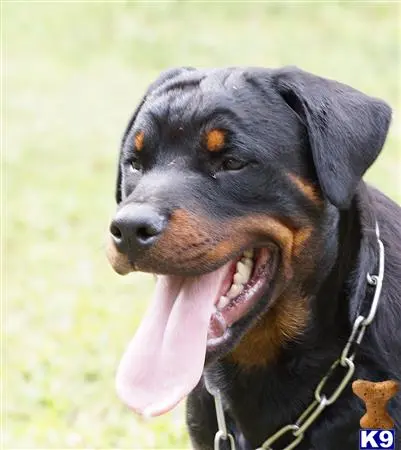 Rottweiler puppy for sale