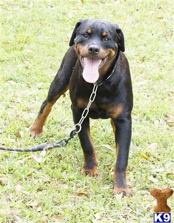 Rottweiler puppy for sale