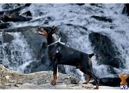 Doberman Pinscher