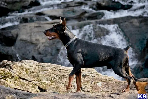 Doberman Pinscher stud dog