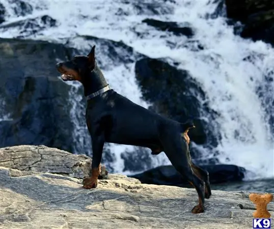 Doberman Pinscher stud dog