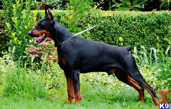 Doberman Pinscher stud dog