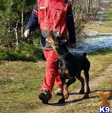 Doberman Pinscher stud dog