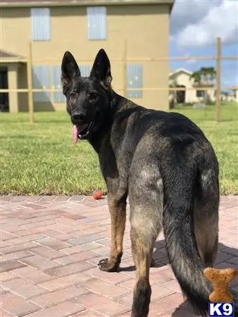 German Shepherd female dog: Black and tan German Shepherd standing on a brick patio