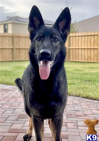 German Shepherd female dog: Black German Shepherd standing on a patio with a wooden fence behind