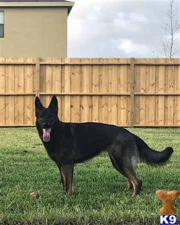 German Shepherd female dog: Black and tan German Shepherd standing in a grassy yard