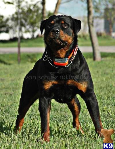 Rottweiler dog