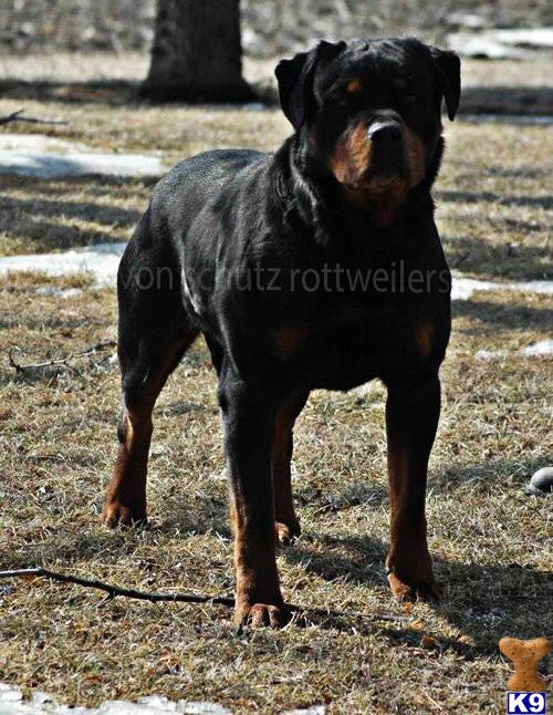 Rottweiler dog