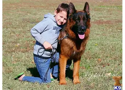 German Shepherd