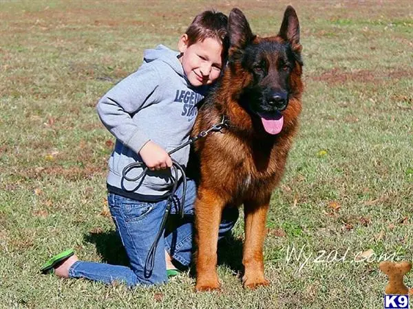 German Shepherd