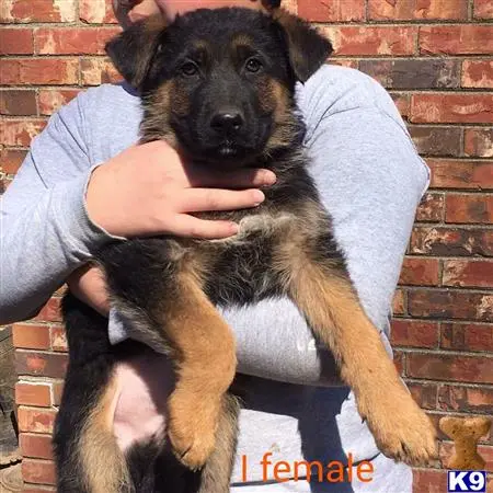 German Shepherd puppy for sale