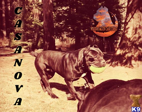 Cane Corso dog