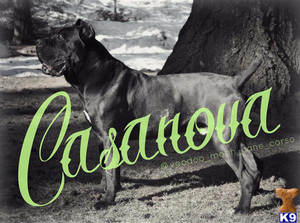 Cane Corso dog