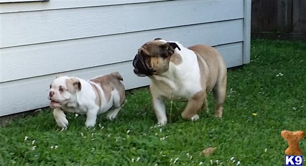 English Bulldog stud dog