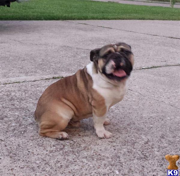 English Bulldog stud dog