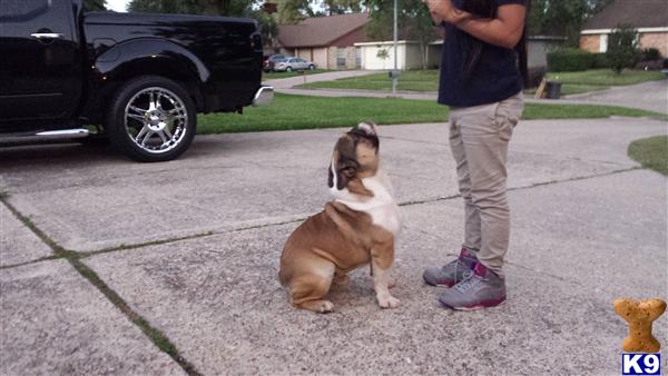 English Bulldog stud dog