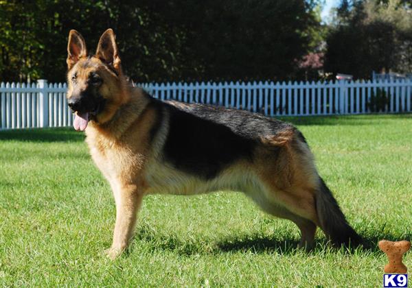 German Shepherd dog