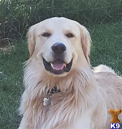 Golden Retriever stud dog