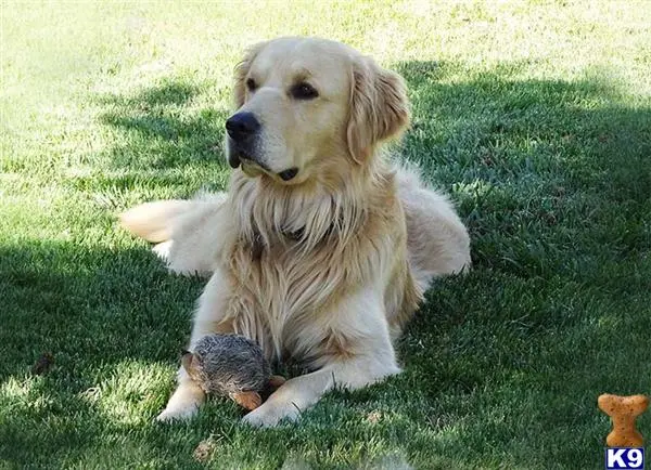 Golden Retriever stud dog