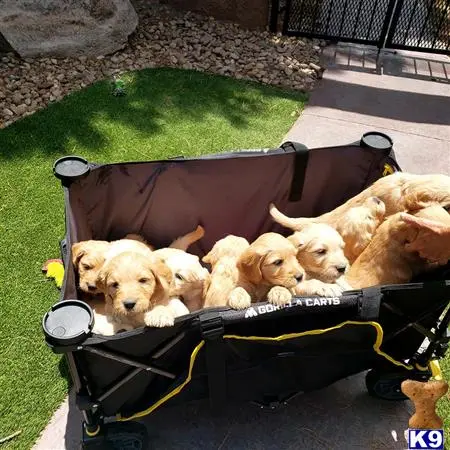 Golden Retriever stud dog