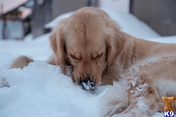 Golden Retriever female dog