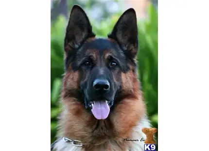 German Shepherd