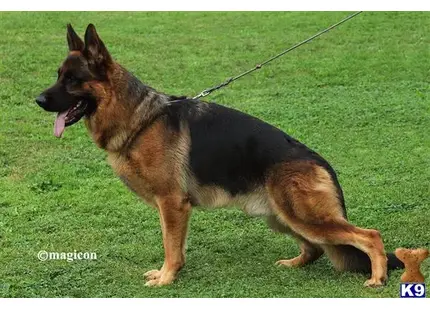 German Shepherd