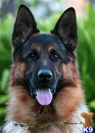 German Shepherd stud dog