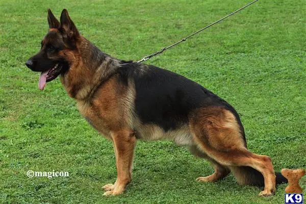 German Shepherd stud dog