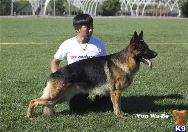 German Shepherd stud dog