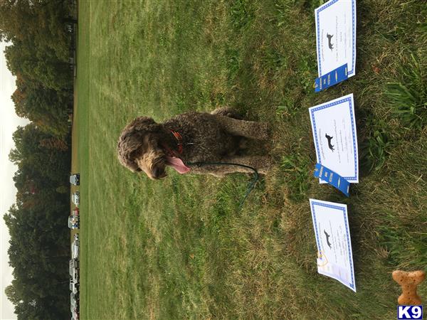 Australian Labradoodles