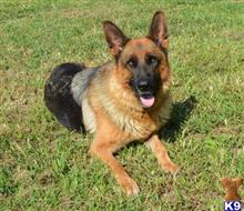 German Shepherd