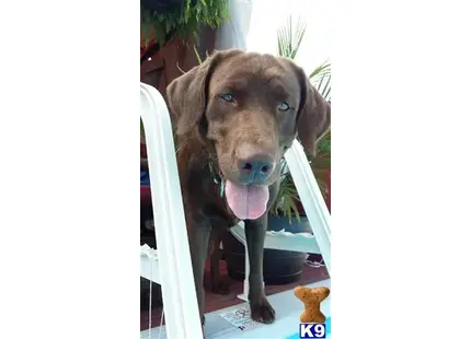 Labrador Retriever stud dog: a labrador retriever dog with its tongue out