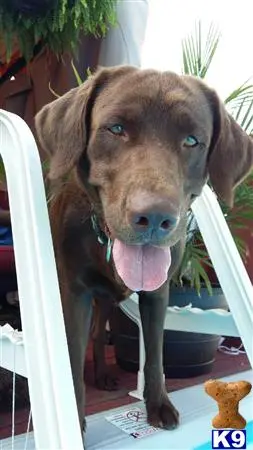Labrador Retriever stud dog: a labrador retriever dog with its tongue out