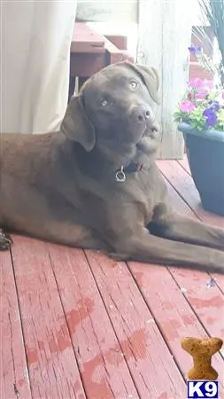 Labrador Retriever stud dog: a labrador retriever dog sitting on a wood floor
