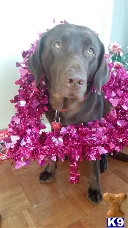 Labrador Retriever stud dog: a labrador retriever dog wearing a purple flower crown