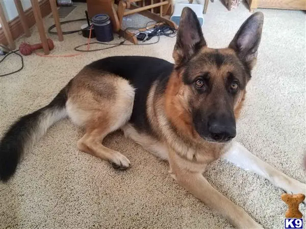 German Shepherd stud dog