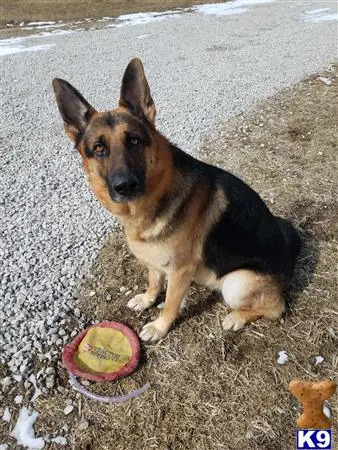 German Shepherd stud dog