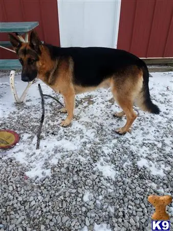 German Shepherd stud dog