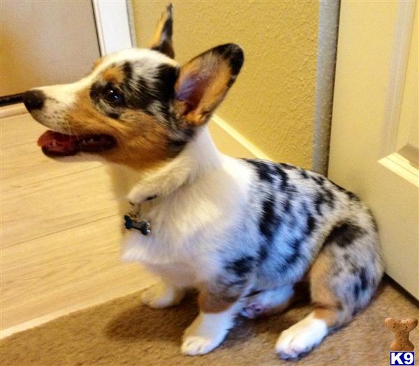 Cardigan Welsh Corgi stud dog