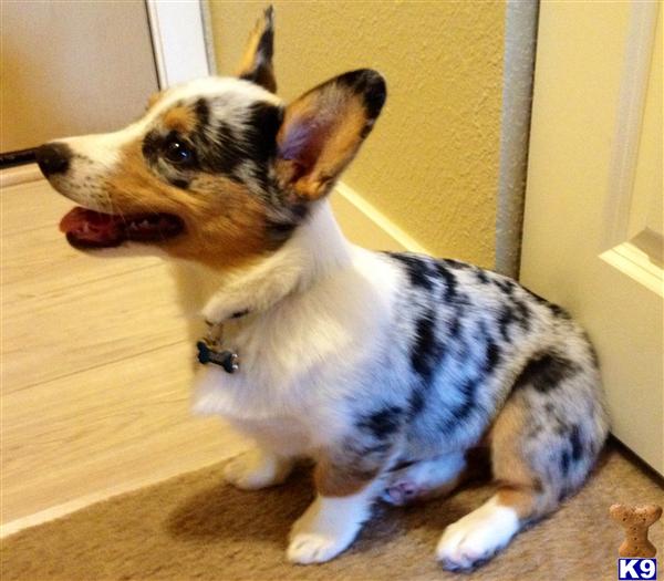 Cardigan Welsh Corgi